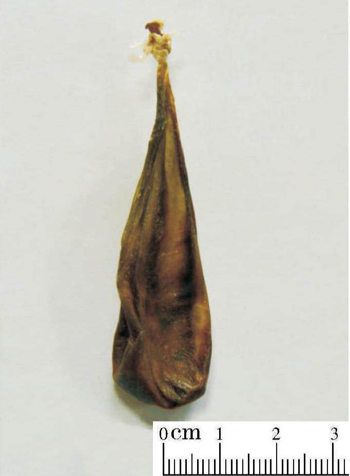 牛羊膽汁